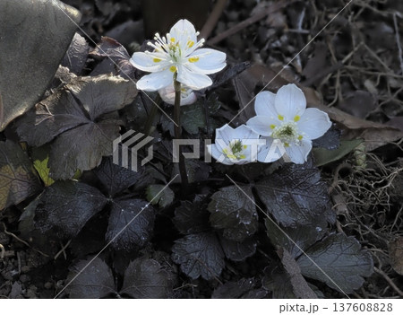 ミツバノバイカオウレン 137608828