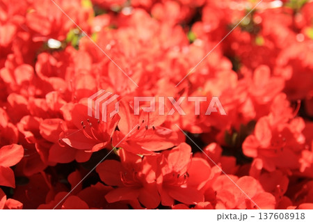 霧島つつじ 137608918