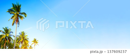 Palm trees banner background, space for text. Summer travel background. Sunny day palm trees. Palm trees banner background, space for text. Summer travel background. Sunny day palm trees. 137609237