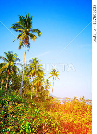 Palm trees grow along beach in bright sunlight day at tropical location by sea. Tall palm trees Palm trees grow along beach in bright sunlight day at tropical location by sea. Tall palm trees 137609238