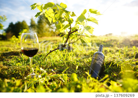 Glass of red wine with wine bottle at young vine in vineyard. Glass filled with rich red wine Glass of red wine with wine bottle at young vine in vineyard. Glass filled with rich red wine 137609269