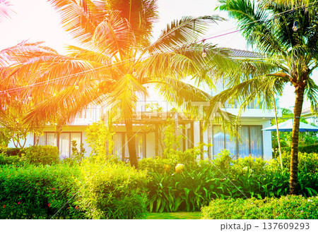 Palm trees on villa resort spa. Modern villa complex is surrounded by lush tropical greenery Palm trees on villa resort spa. Modern villa complex is surrounded by lush tropical greenery 137609293