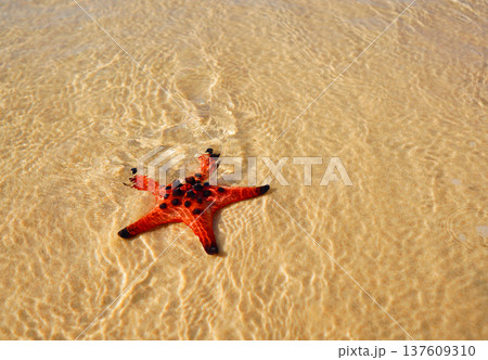 Starfish on sandy beach in shallow sea. Bright starfish rests in sea water on beach. Red starfish Starfish on sandy beach in shallow sea. Bright starfish rests in sea water on beach. Red starfish 137609310