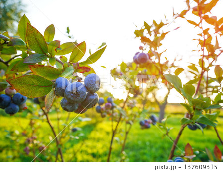 Blueberry bush on bright sunny background. Blueberries ripening on farm. Blueberries 137609315