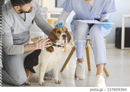 Veterinary doctors comforting beagle dog during consultation in animal clinic 137609360