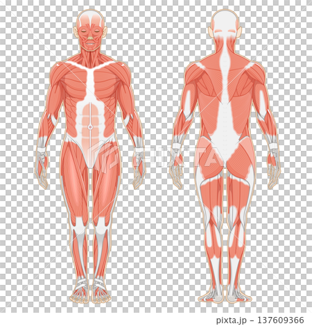全身肌肉前後部 全身肌肉前後部 137609366