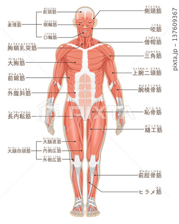 全身の筋肉 正面と背面 Full body muscles front and back 全身の筋肉 正面と背面 Full body muscles front and back 137609367