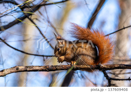 Wild eurasian red squirrel, sciurus vulgaris sitting on a tree. Little fluffy animal Wild eurasian red squirrel, sciurus vulgaris sitting on a tree. Little fluffy animal 137609408