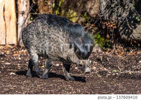 The Visayan warty pig, Sus cebifrons is a critically endangered pig The Visayan warty pig, Sus cebifrons is a critically endangered pig 137609410