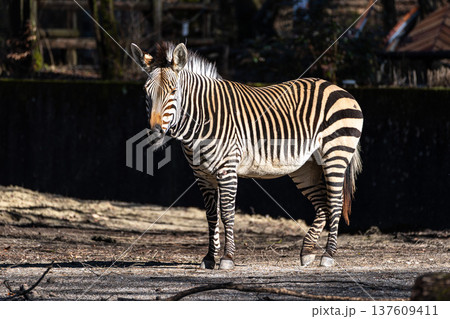 Hartmann's Mountain Zebra, Equus zebra hartmannae. An endangered zebra 137609411