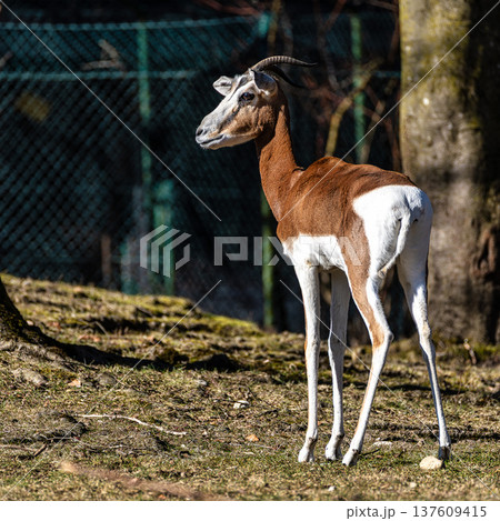 Dama gazelle, Gazella dama mhorr or mhorr gazelle is a species of gazelle 137609415