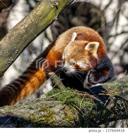 The red panda, Ailurus fulgens, also called the lesser panda. 137609416
