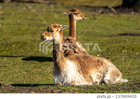 Vicunas, Vicugna Vicugna, relatives of the llama in a German park 137609420