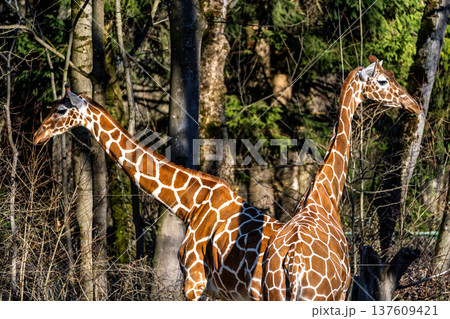 The giraffe, Giraffa camelopardalis is an African mammal 137609421
