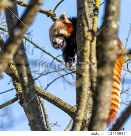 The red panda, Ailurus fulgens, also called the lesser panda. 137609424