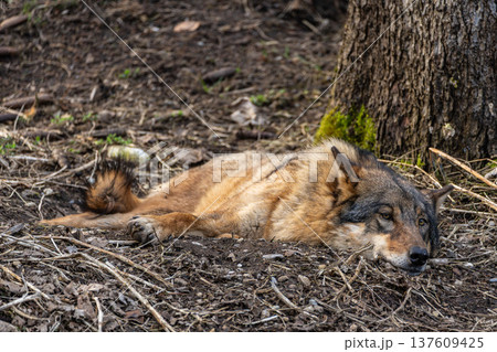 European Grey Wolf, Canis lupus in a german park 137609425