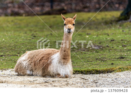 Vicunas, Vicugna Vicugna, relatives of the llama in a German park 137609428