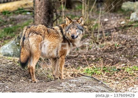European Grey Wolf, Canis lupus swimming in a water pond 137609429