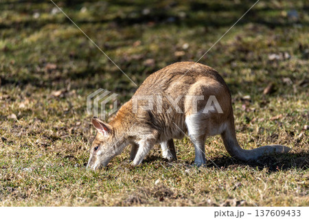 The agile wallaby, Macropus agilis also known as the sandy wallaby 137609433