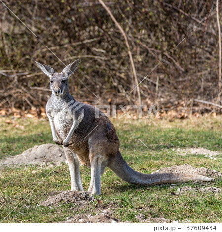 The red kangaroo, Macropus rufus is the largest of all kangaroos and the largest extant marsupial. 137609434