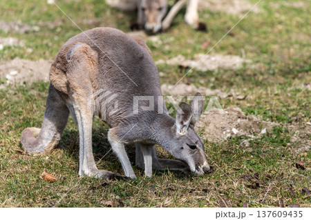 The red kangaroo, Macropus rufus is the largest of all kangaroos and the largest extant marsupial. 137609435