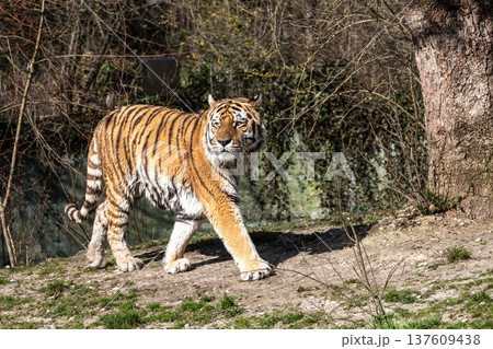 The Siberian tiger,Panthera tigris altaica in a park The Siberian tiger,Panthera tigris altaica in a park 137609438