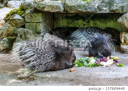 Indian crested Porcupine, Hystrix indica in a german nature park 137609440