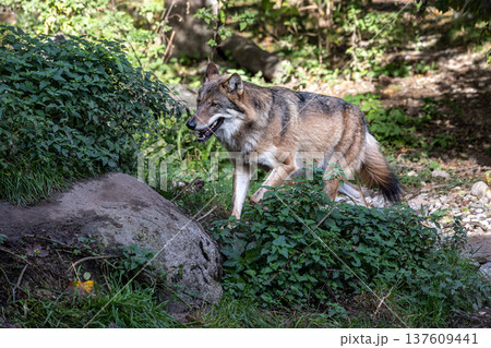 European Grey Wolf, Canis lupus in a german park European Grey Wolf, Canis lupus in a german park 137609441