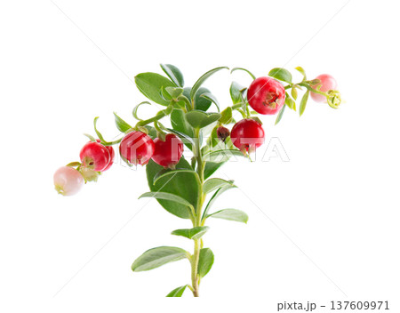 Fresh cowberry berries with leaves, isolated on white background. Ripe cranberry, cowberry, lingonberry. Clipping path. 137609971