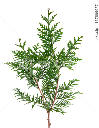 Thuja branch isolated on white background. Branch of green orientalis leaves. Clipping path. 137609977