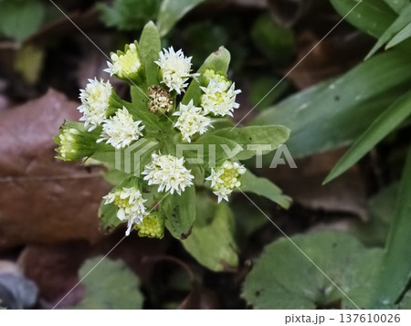 フキの開花 フキの開花 137610026