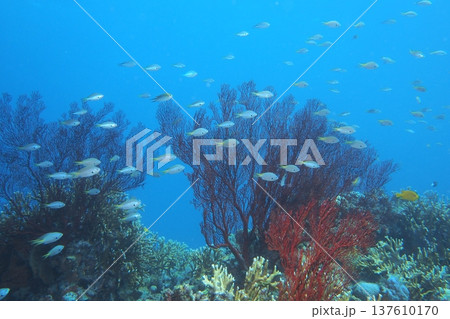 イソバナと青い海とスズメダイ 水中写真 イソバナと青い海とスズメダイ 水中写真 137610170