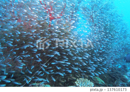 座間味島の珊瑚礁に群れるたくさんの大群 水中写真 座間味島の珊瑚礁に群れるたくさんの大群 水中写真 137610173