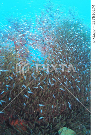 座間味島の珊瑚礁に群れるたくさんの大群　水中写真 137610174