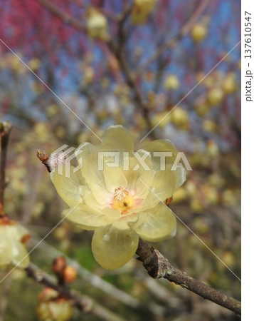 冬から早春にかけて咲く蝋のような半透明の花「蠟梅」 137610547
