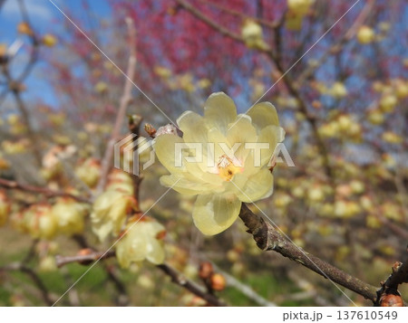 冬から早春にかけて咲く蝋のような半透明の花「蠟梅」 137610549