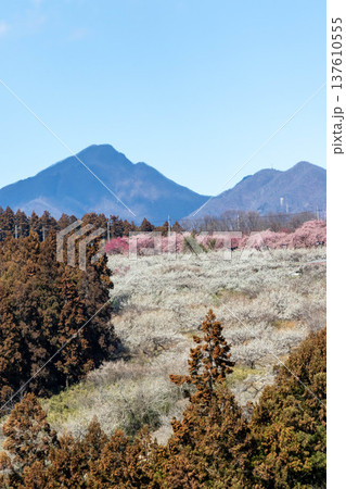 梅の郷大橋より望む箕郷梅林善地梅林広場 137610555