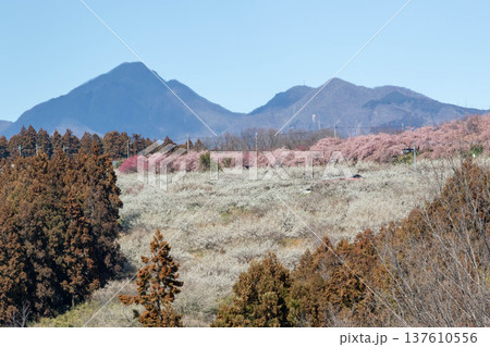 梅の郷大橋より望む箕郷梅林善地梅林広場 梅の郷大橋より望む箕郷梅林善地梅林広場 137610556