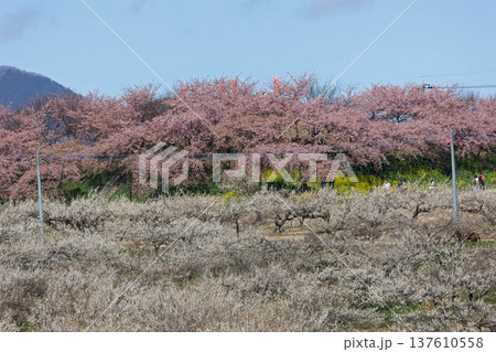 梅の郷大橋より望む箕郷梅林善地梅林広場 梅の郷大橋より望む箕郷梅林善地梅林広場 137610558