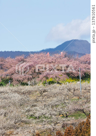 梅の郷大橋より望む箕郷梅林善地梅林広場 137610561