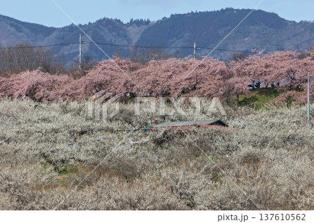 梅の郷大橋より望む箕郷梅林善地梅林広場 梅の郷大橋より望む箕郷梅林善地梅林広場 137610562
