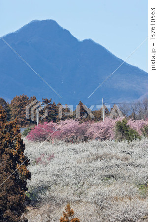 梅の郷大橋より望む箕郷梅林善地梅林広場 137610563