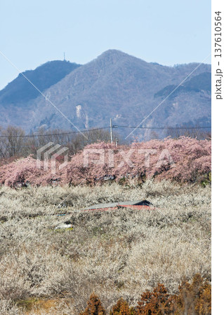 梅の郷大橋より望む箕郷梅林善地梅林広場 137610564