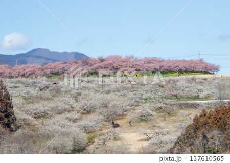 梅の郷大橋より望む箕郷梅林善地梅林広場 梅の郷大橋より望む箕郷梅林善地梅林広場 137610565