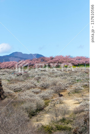 梅の郷大橋より望む箕郷梅林善地梅林広場 137610566
