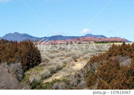 梅の郷大橋より望む箕郷梅林善地梅林広場 梅の郷大橋より望む箕郷梅林善地梅林広場 137610567