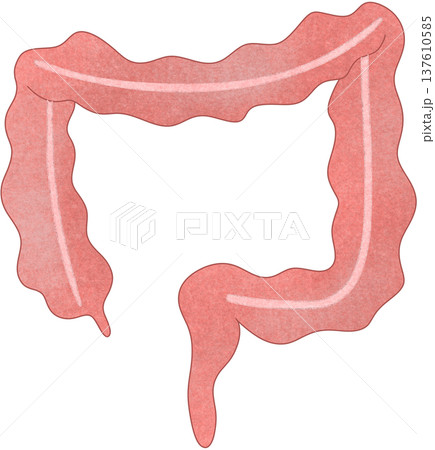 colon anatomy	 137610585