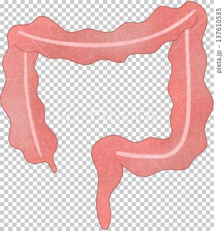 colon anatomy	 137610585