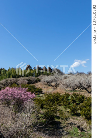 みさと梅林　群馬県高崎市 137610592