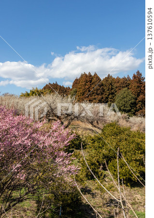 みさと梅林　群馬県高崎市 137610594